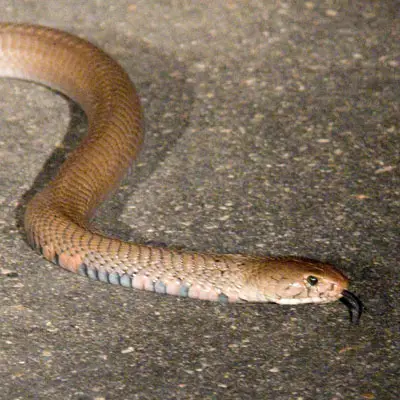 Cobra escupidora de Mozambique