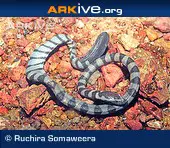 Serpiente de mar del Golfo Arábigo