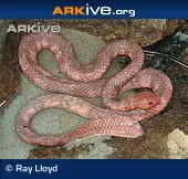 Serpiente de mar con escamas de hoja