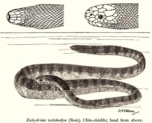 Serpiente de mar picuda