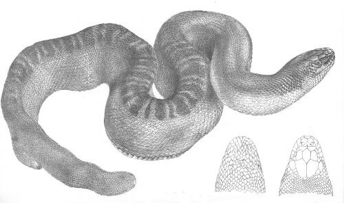 Serpiente de mar de Stokes