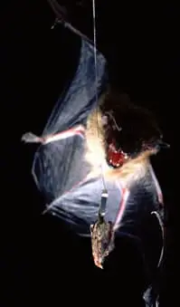 Murciélago marrón grande atrapando una polilla