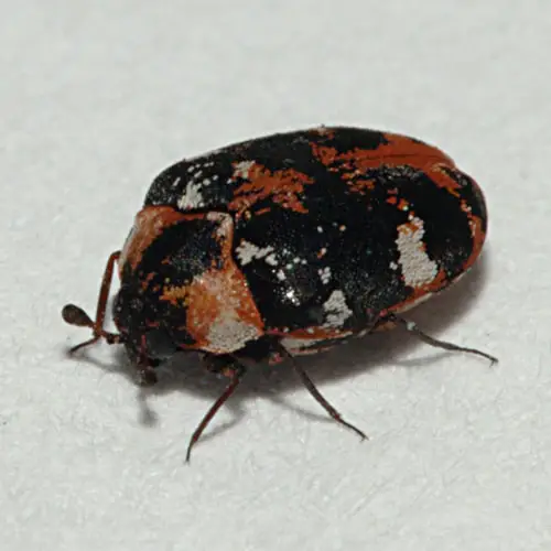 Escarabajo de alfombra común