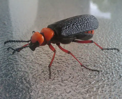 Escarabajo ampolla Nemognatha
