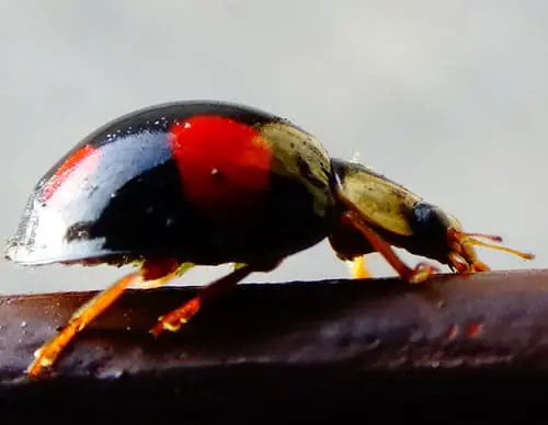 dama escarabajo