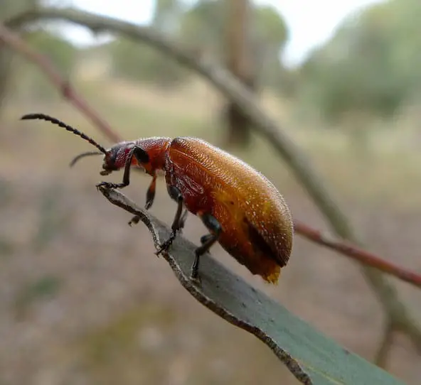 Escarabajo de corteza