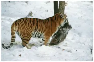 tigre siberiano 1