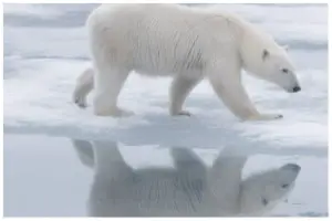 oso polar 1