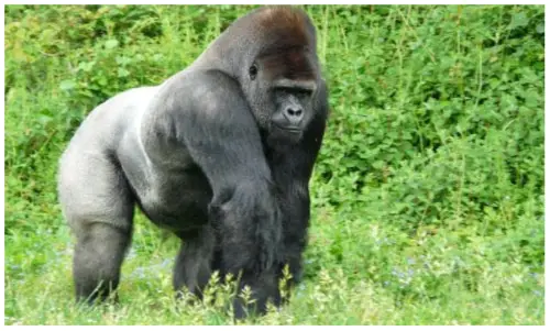 Gorila de espalda plateada