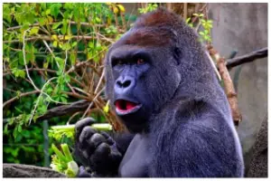 Gorila de espalda plateada 1