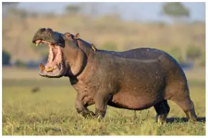 hipopótamo 1