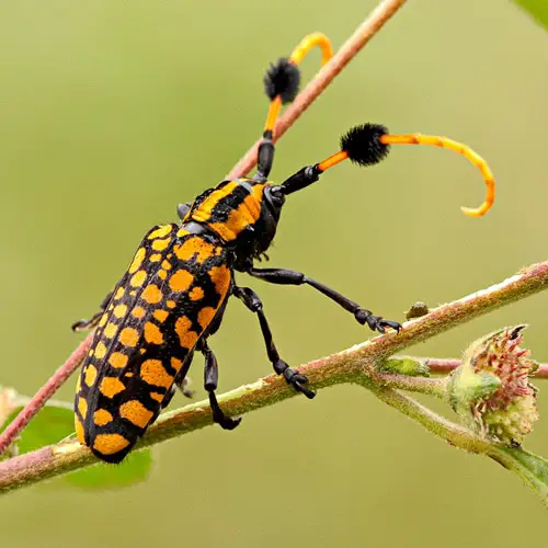 Escarabajo de cuernos largos con mechón común