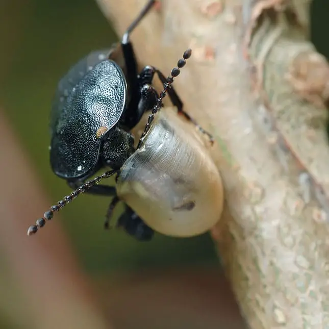 Escarabajo carroñero