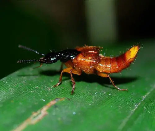 Escarabajo vagabundo