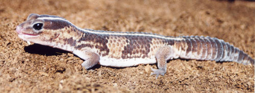 Gecko de cola gorda