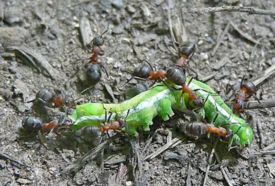 hormigas de madera