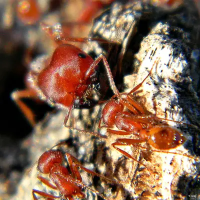 Hormigas cosechadoras de Florida