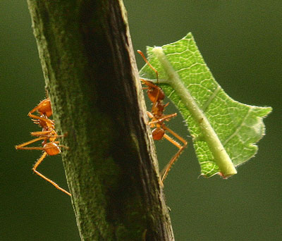 Hormigas cortadoras de hojas