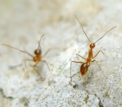 Hormigas locas amarillas