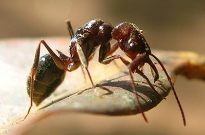 Divertido artículo habla de lo que comen las hormigas.  ¡Comen todo tipo de cosas!  Dulces, proteínas, más