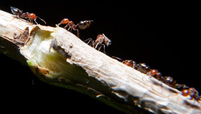 hormigas acróbatas