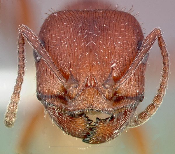 Vista de la cabeza de la hormiga Pogonomyrmex occidentalis