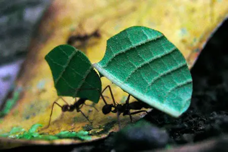 hormigas con hojas