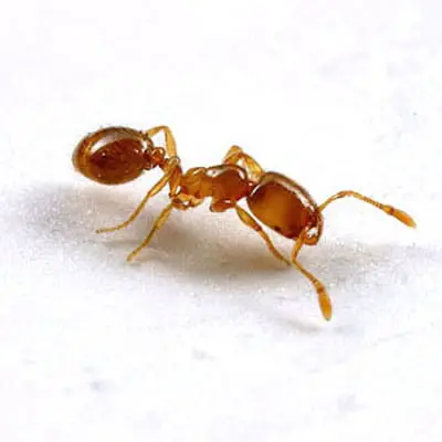 Artículo detallado sobre las hormigas ladronas