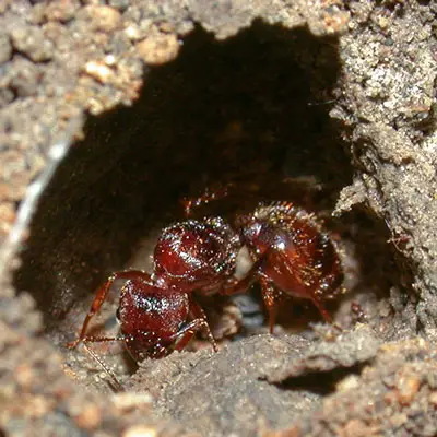 hormiga reina joven