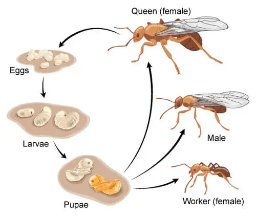 Diagrama del ciclo de vida de las hormigas
