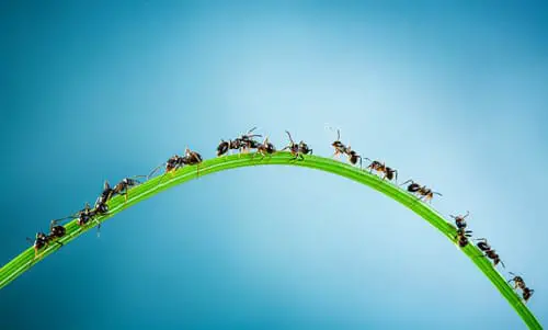 hormigas corriendo