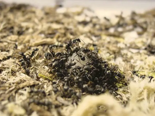 Alimentación de hormigas de campo de Formica Fusca