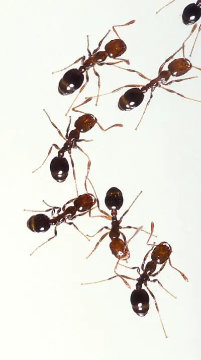 Las hormigas de fuego