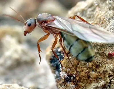 reina hormiga voladora