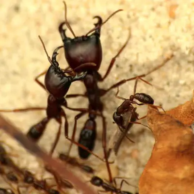Guerreros de hormigas del ejército