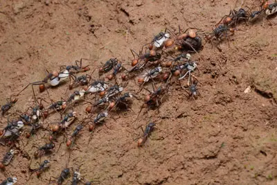 hormigas del ejercito
