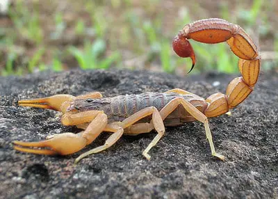 Escorpión rojo indio