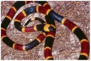 serpiente venenosa 3