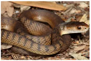 Serpiente marrón occidental 1