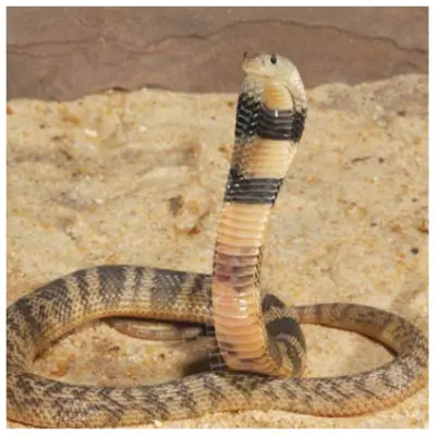 Cobra del Caspio