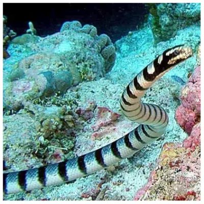 Serpiente de mar de Belcher