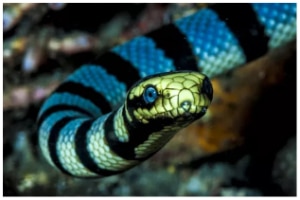 Serpiente marina de Belcher 1