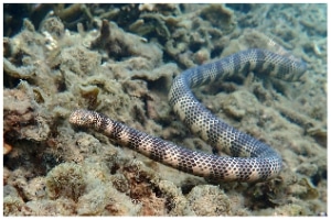 Serpiente marina de Dubois 1