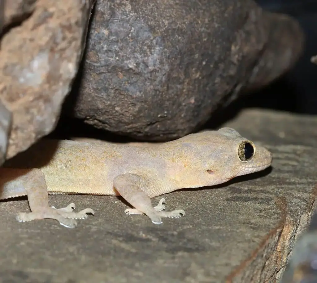 Gecko tropical de la casa