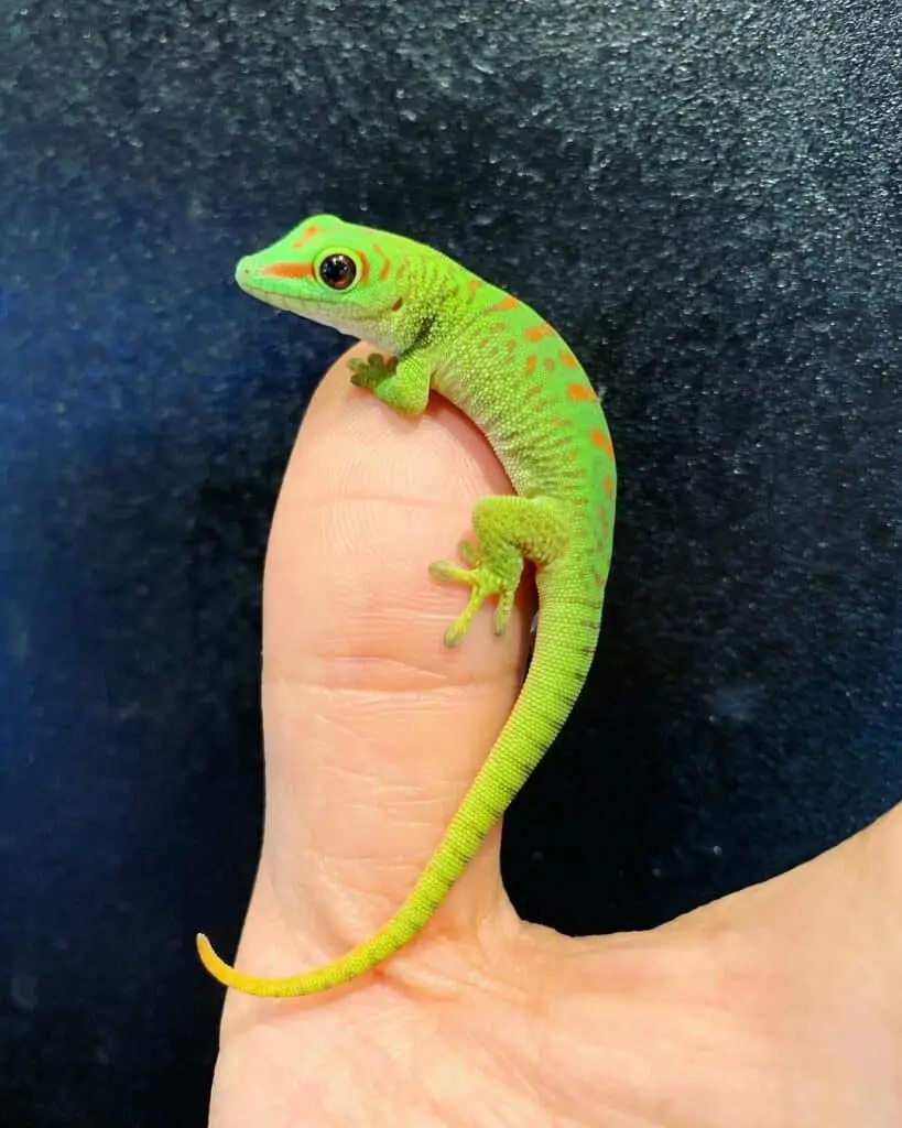 Gecko diurno gigante de Madagascar