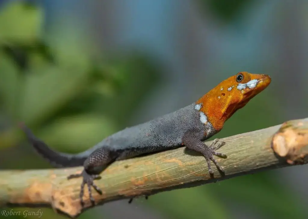 Gecko de cabeza amarilla