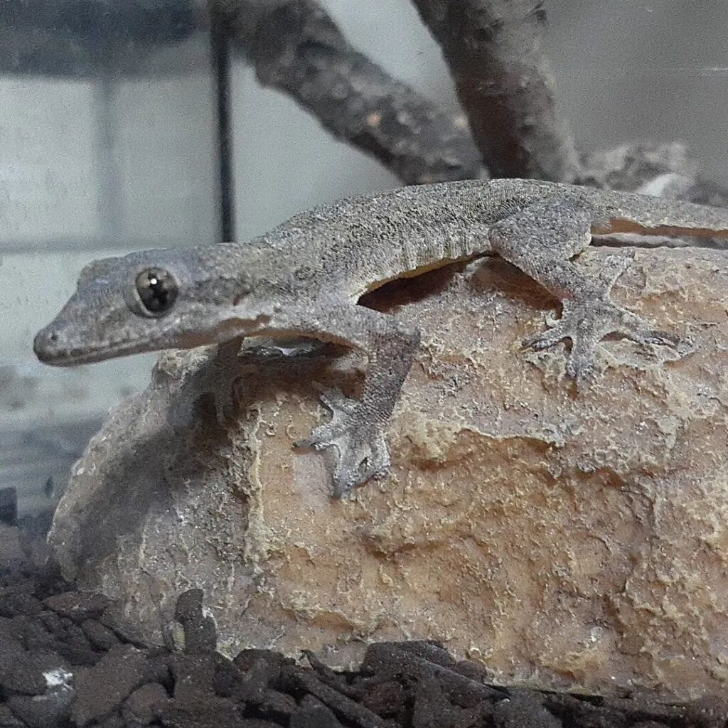 Gecko doméstico de cola plana