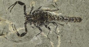 Fósil de escorpión más antiguo