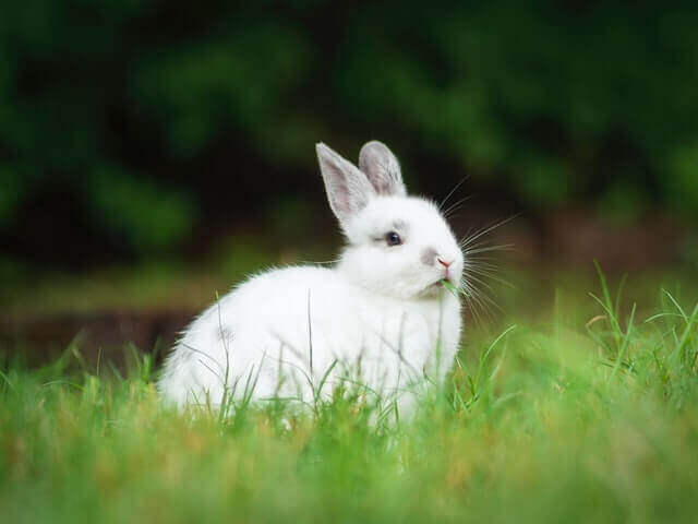conejo blanco sobre una hierba verde