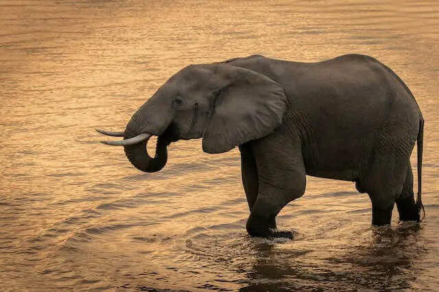 elefante en el cuerpo de agua